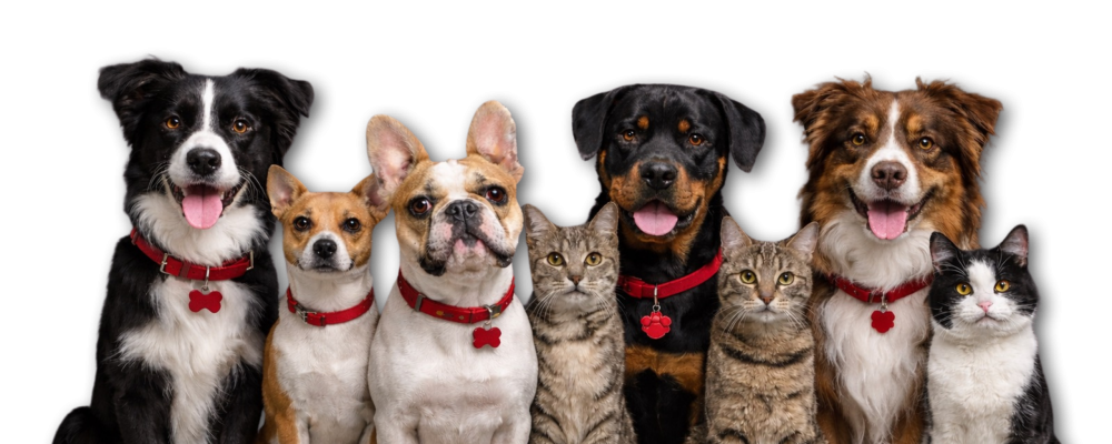 Animais